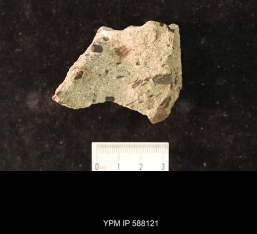 Platystrophia lynx