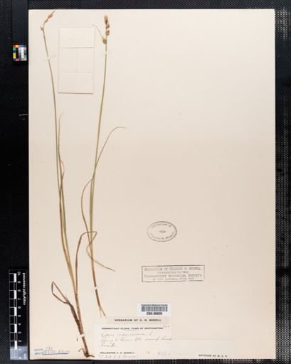 Carex canescens