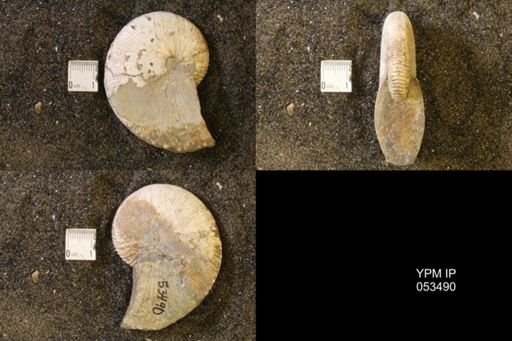 Hoploscaphites nicolletii