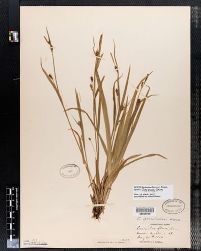Carex blanda