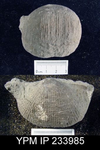 Dictyoclostus americanus