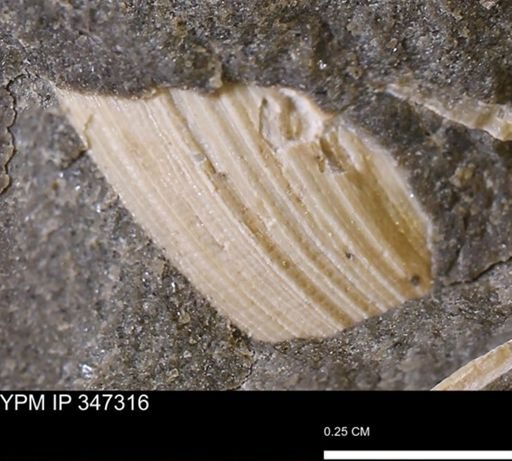 Limopsis striatopunctatus