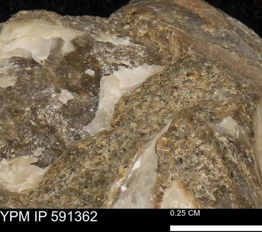 Ostrea translucida