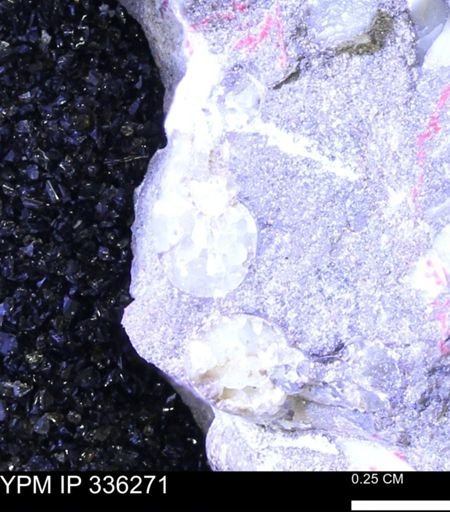 undet. Mollusca
