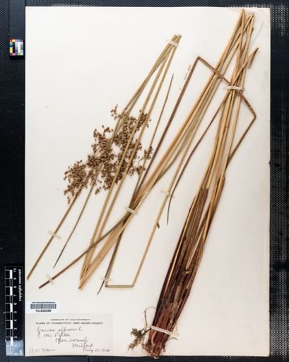 Juncus effusus