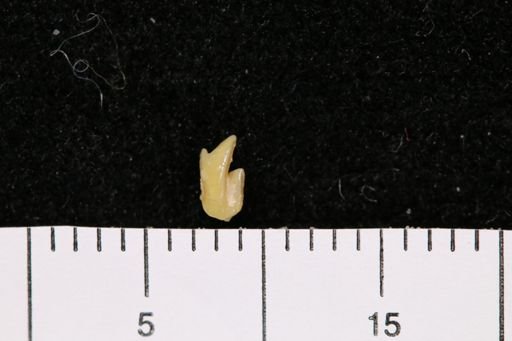 Clinopternodus sp.