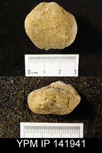 Productus (Waagenoconcha) humboldti
