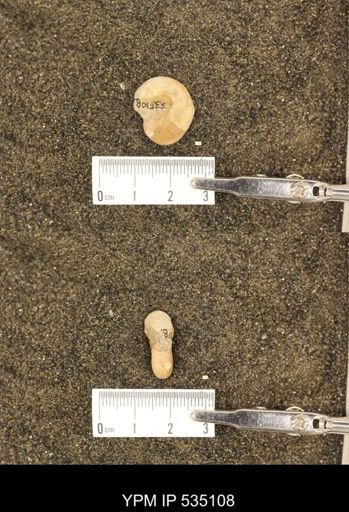 Scaphites cf. aquilaensis