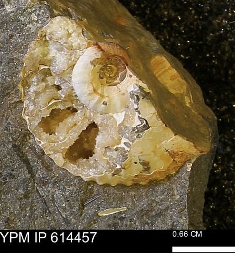Ammonoidea