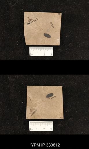 undet. Pterygota