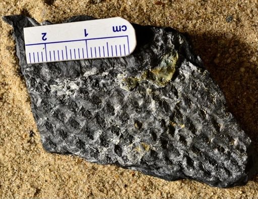 Lepidodendron sp.