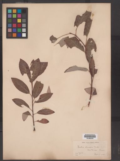 Salix discolor