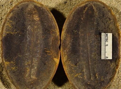 Pecopteris sp.