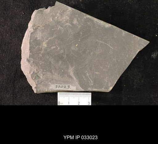 Mormolucoides articulatus