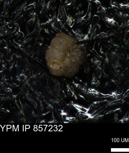 undet. Foraminiferida