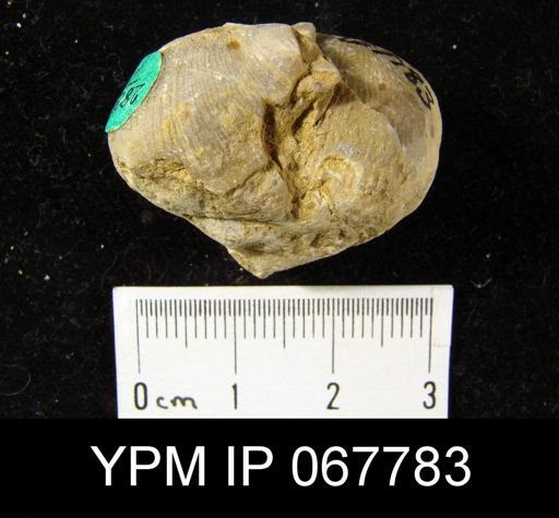 Stropheodonta equistriata