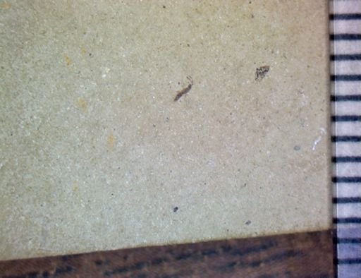 Hymenoptera?