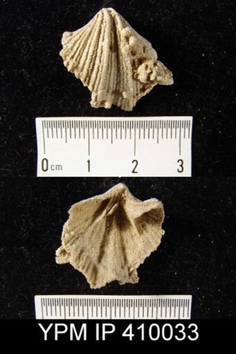 Cartorhium sp.