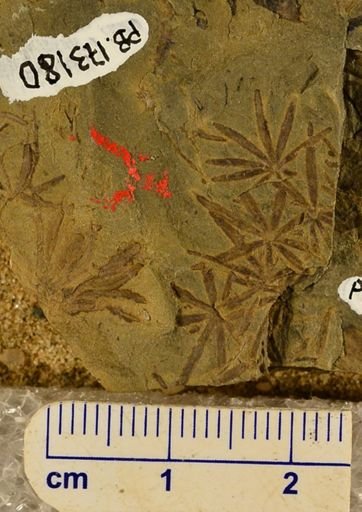 Asterophyllites sp.