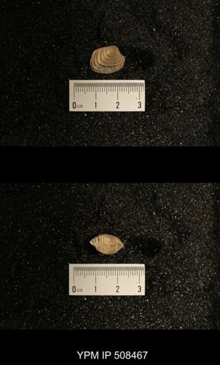 Astartella varica
