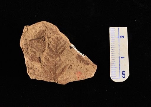 Cladophlebis sp.