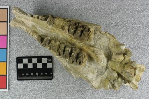 Elomeryx sp.