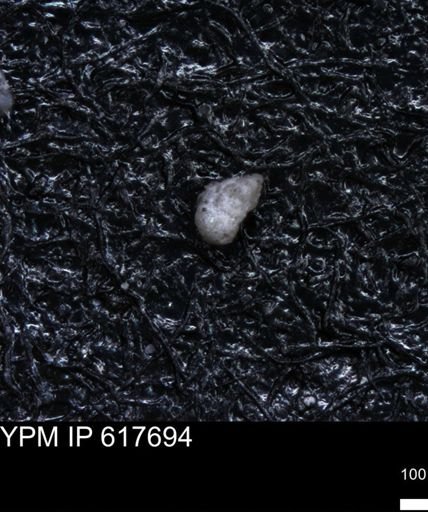 undet. Foraminiferida