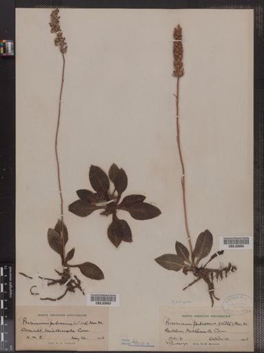 Peramium pubescens