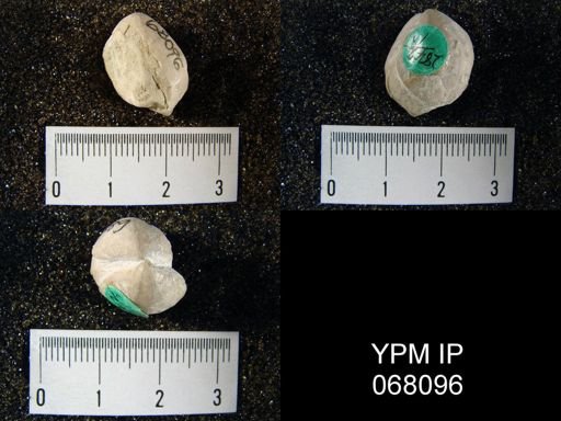 Meristina sp.