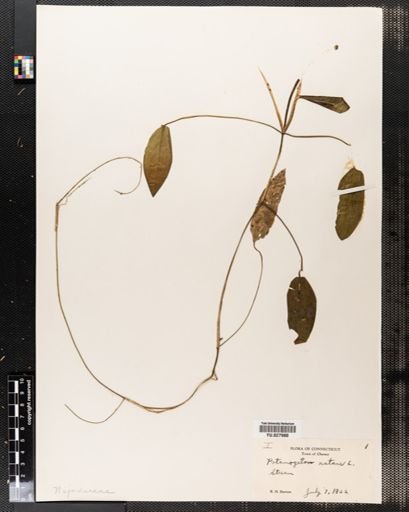 Potamogeton natans