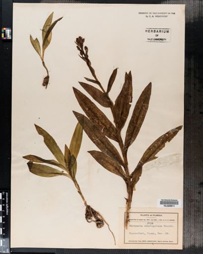 Habenaria
