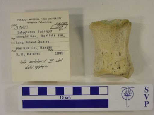 Teleoceras fossiger