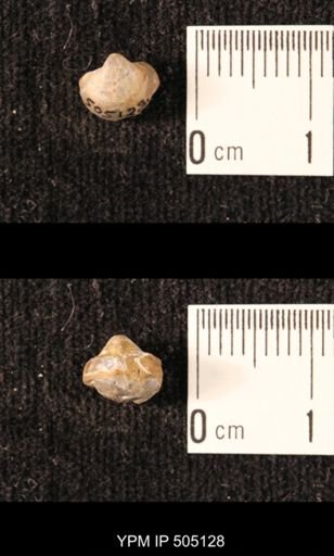Ambocoelia planoconvexa