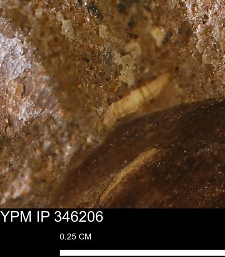 undet. Mollusca