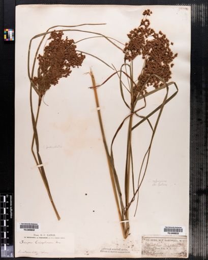 Scirpus cyperinus