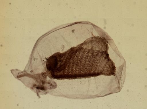 Ecteinascidia turbinata