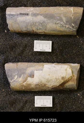 Baculites sp.
