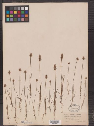 Plantago aristata