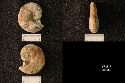 Hoploscaphites nicolletii
