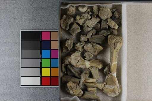 Hoplophoneus primaevus latidens