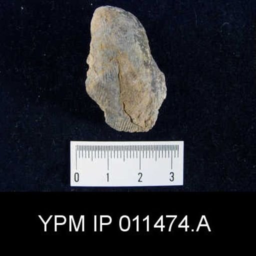 Linoproductus cora