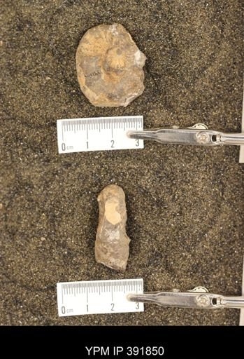 Scaphites whitfieldi