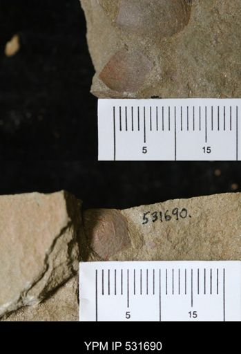 Sedlecilingula sp.