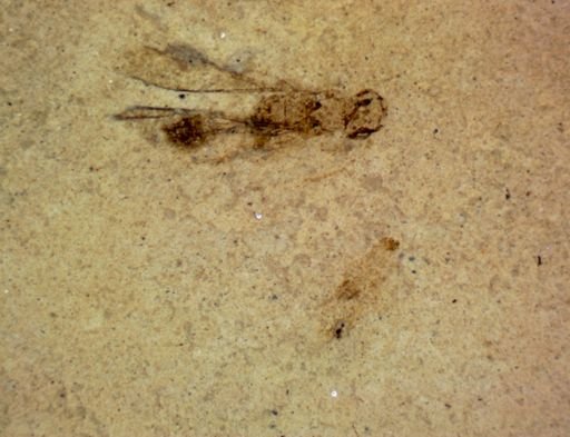 undet. Hexapoda