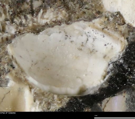 Corbulamella gregaria
