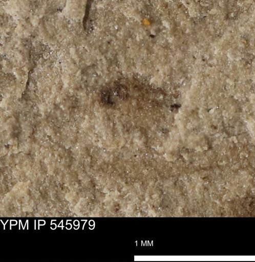 taxon undetermined