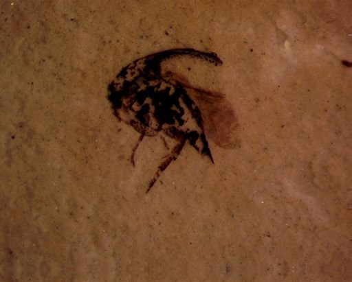 undet. Mordellidae