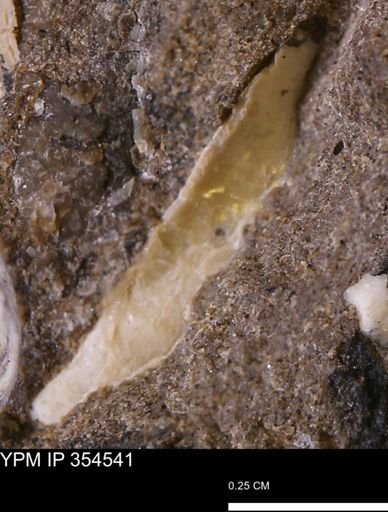 Pseudoptera subtortuosa