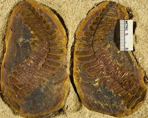 Pecopteris miltoni