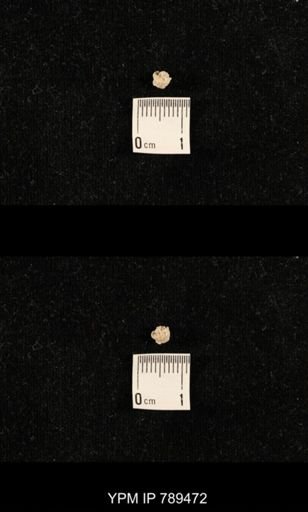 undet. Bryozoa